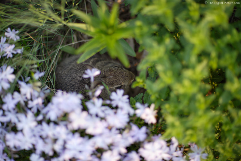 Baby Rabbit in the Phlox Picture