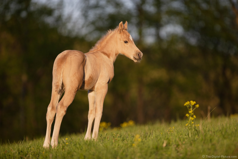 Palomino Quarter Horse Colt 2