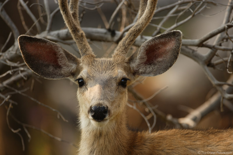 Fuzzy Mule Deer Buck Picture