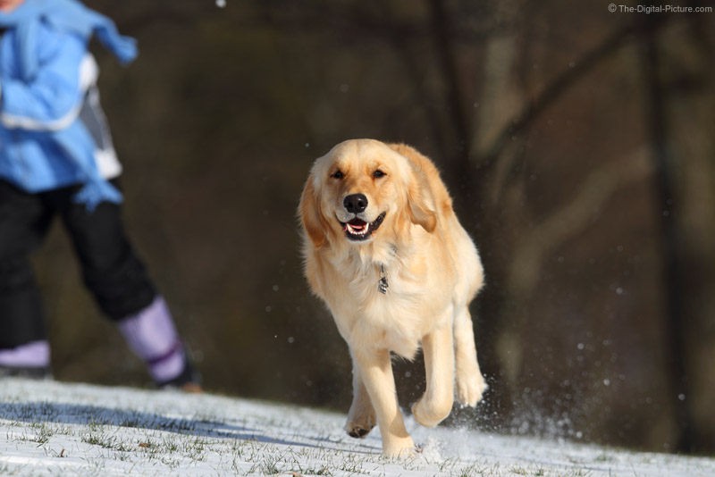 Running Golden Retriever Picture