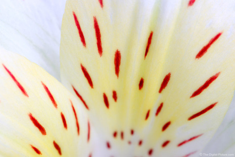 Flower Petals