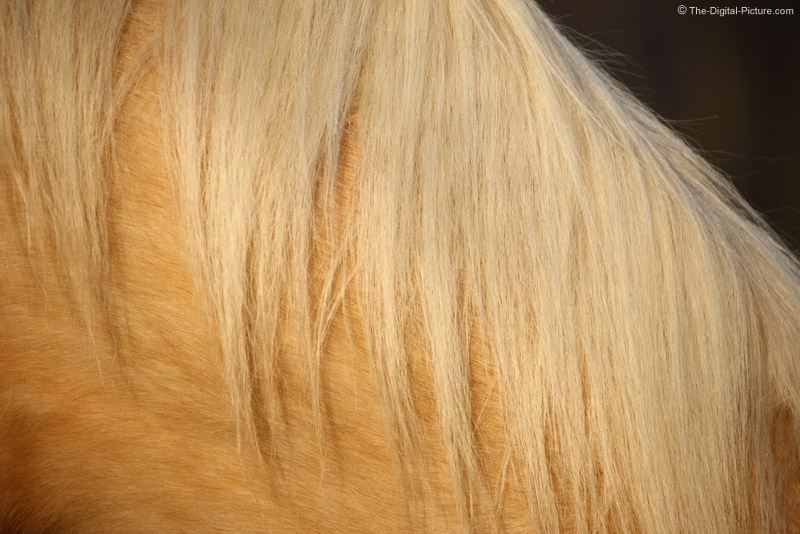Horse Mane Picture