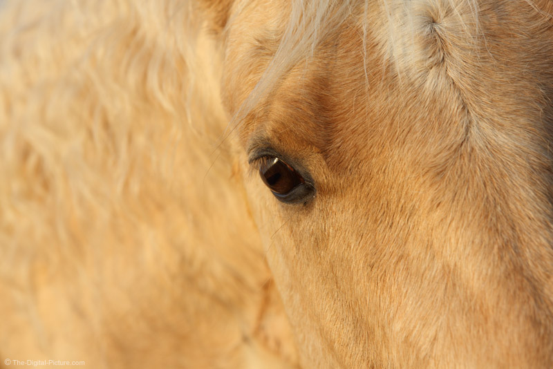 Eye of a Palomino Horse