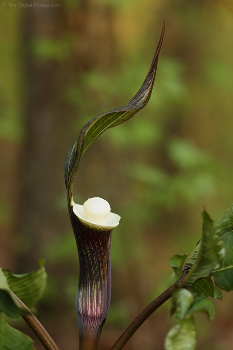 My Mother-in-law Called Saying Jack was in the Pulpit, a Short TS-E 135 Story My Mother-in-law Called Saying Jack was in the Pulpit, a Short TS-E 135 Story