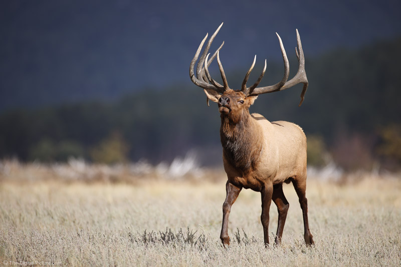 7 Reasons Why the Canon EOS R5 is My Ultimate Wildlife Camera — Bull Elk in RMNP 7 Reasons Why the Canon EOS R5 is My Ultimate Wildlife Camera — Bull Elk in RMNP
