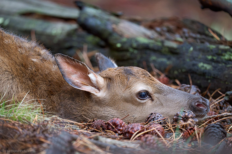 Bedded Elk Calf, Rocky Mountain National Park