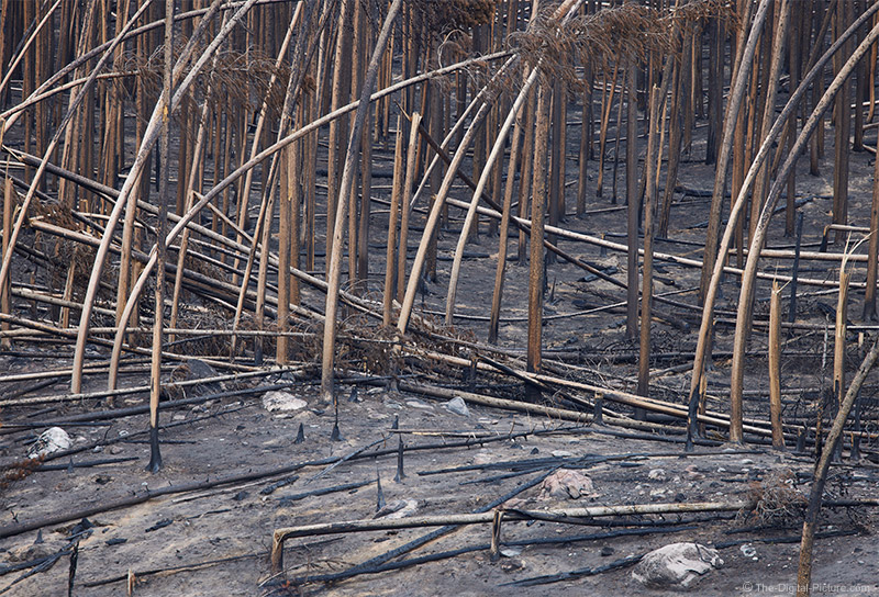 Aftermath of the East Troublesome Forest Fire, Rocky Mountain National Park