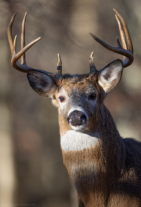 Canon EOS R3 and Eye Control AF Capture Alert 10pt Whitetail Buck